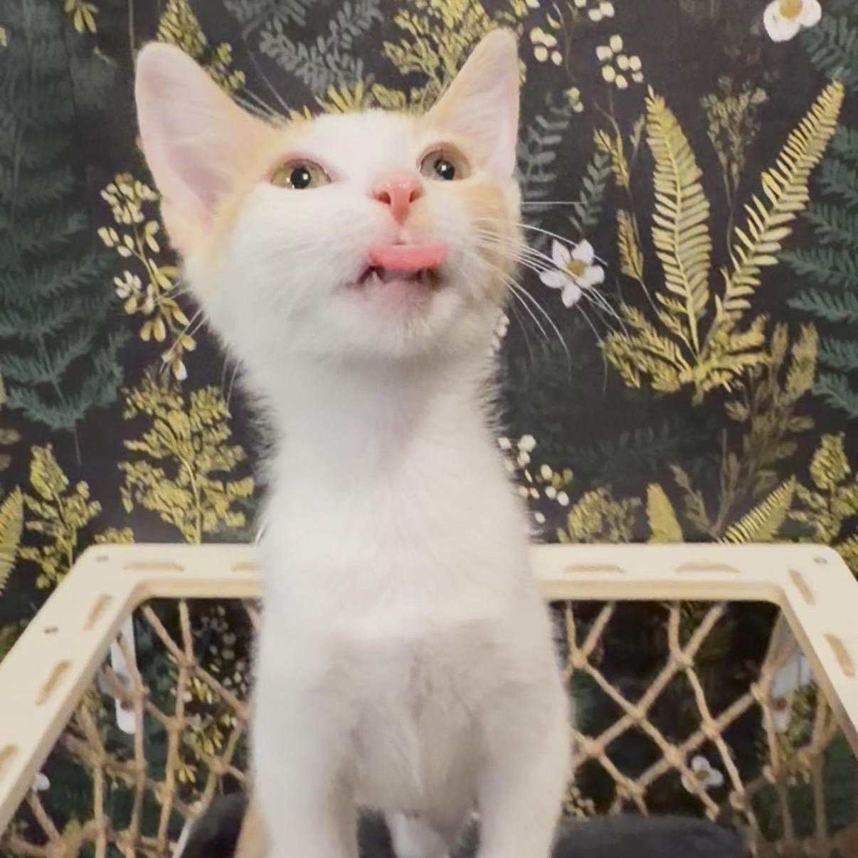 Velcro, a ADOPTABLE Domestic Short Hair in Midvale, UT image 6/6