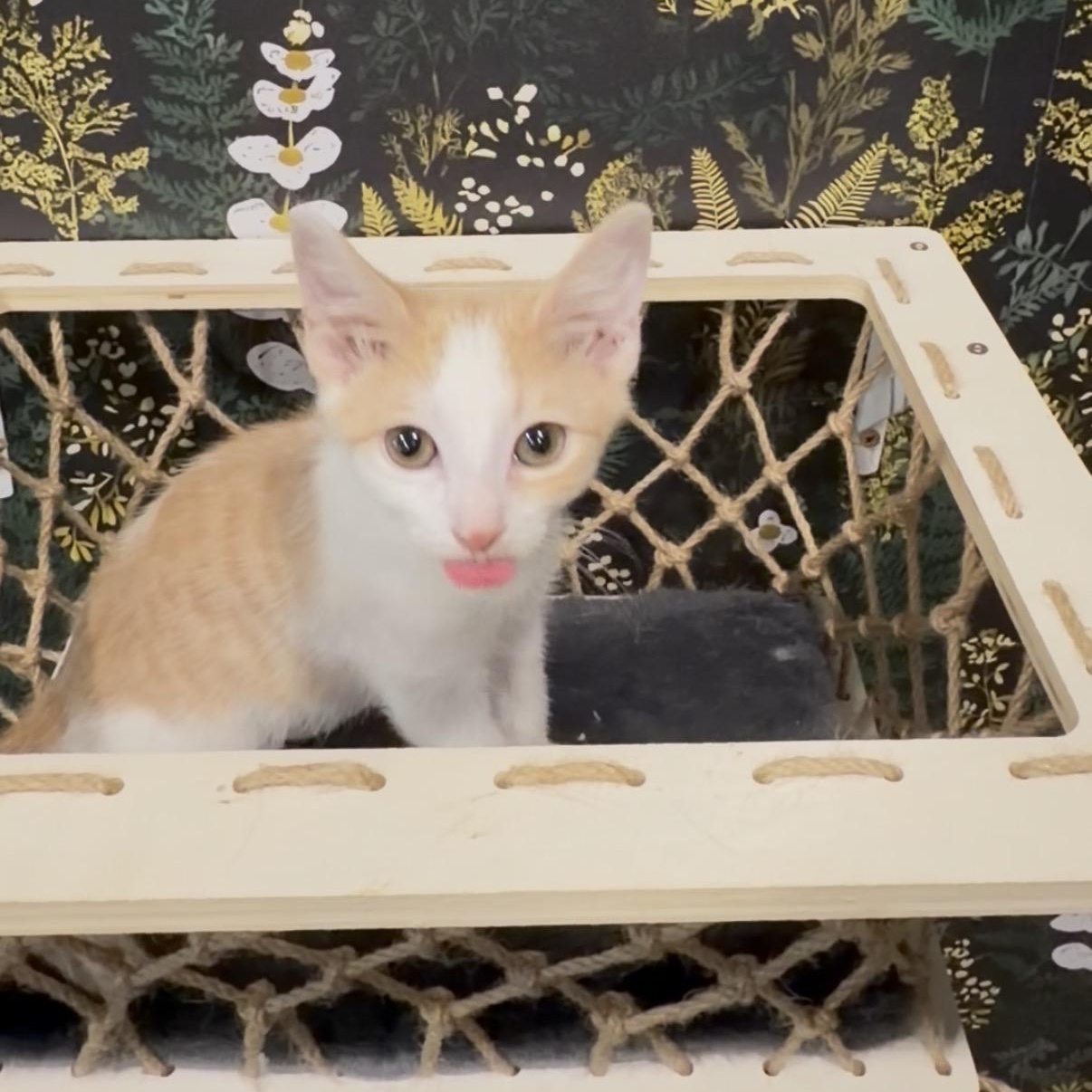 Velcro, a ADOPTABLE Domestic Short Hair in Midvale, UT image 2/6