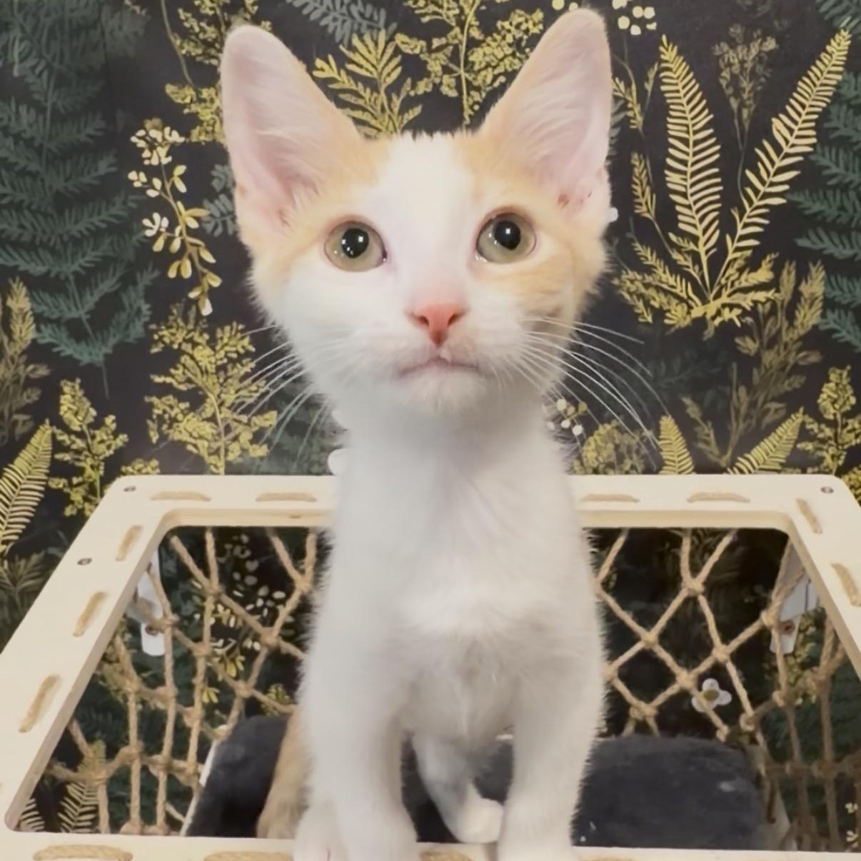 Velcro, a ADOPTABLE Domestic Short Hair in Midvale, UT image 3/6