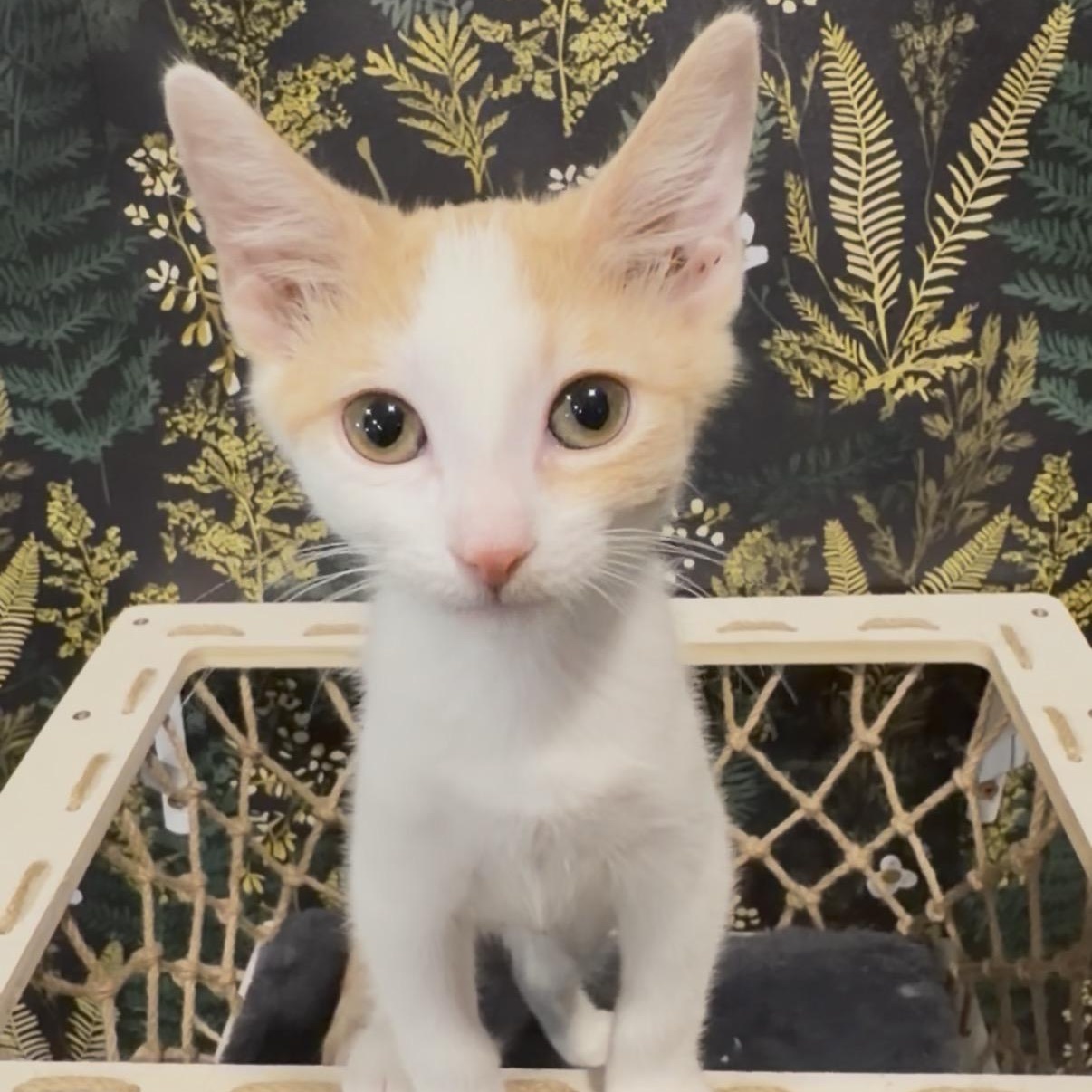 Velcro, a ADOPTABLE Domestic Short Hair in Midvale, UT image 4/6