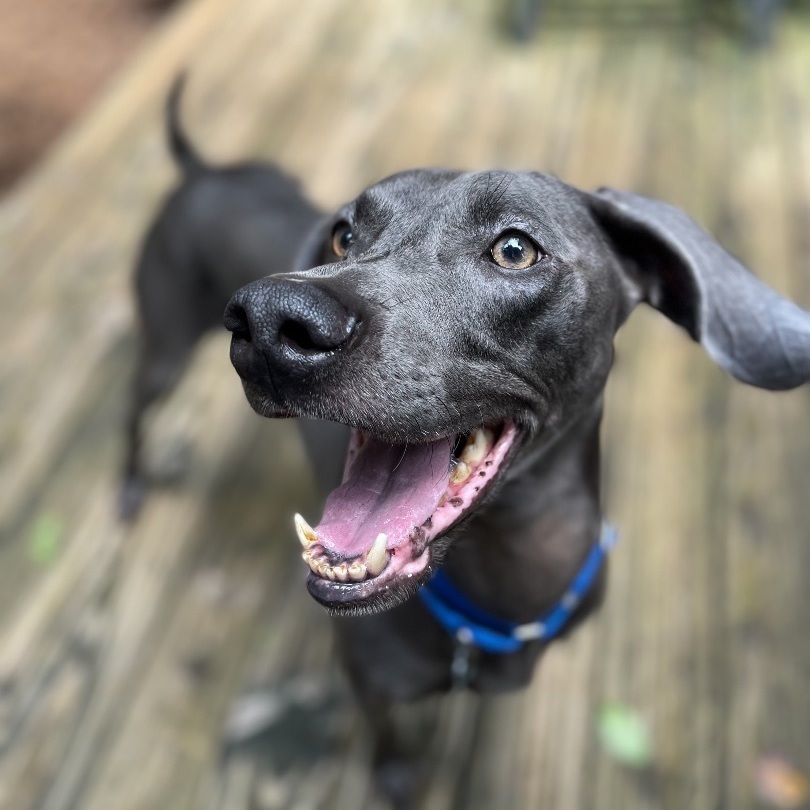 Enlarge Max , a Adopted Weimaraner in Greer, SC image 1/12
