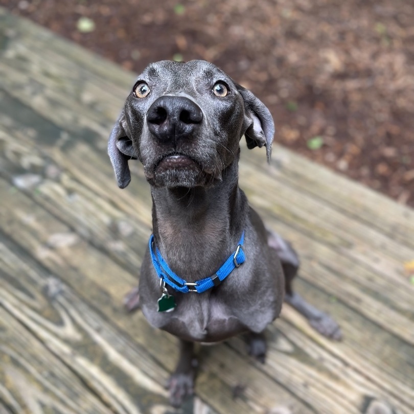 Enlarge Max , a Adopted Weimaraner in Greer, SC image 2/12