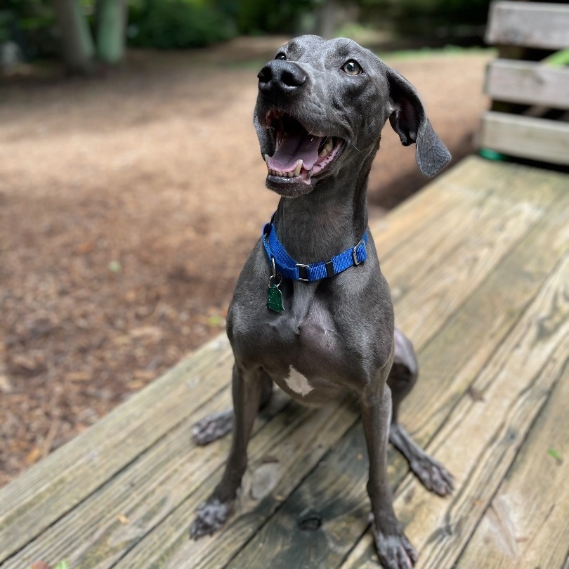 Enlarge Max , a Adopted Weimaraner in Greer, SC image 4/12