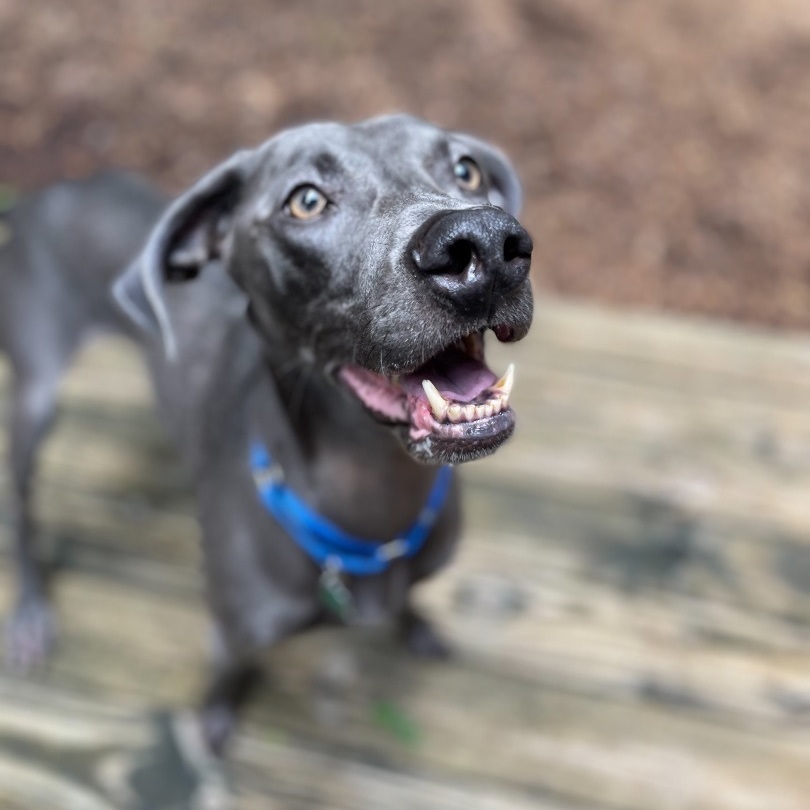 Enlarge Max , a Adopted Weimaraner in Greer, SC image 5/12