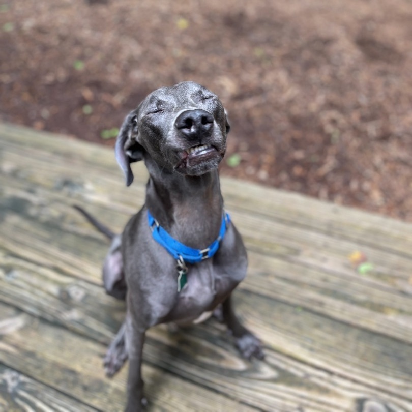 Enlarge Max , a Adopted Weimaraner in Greer, SC image 6/12
