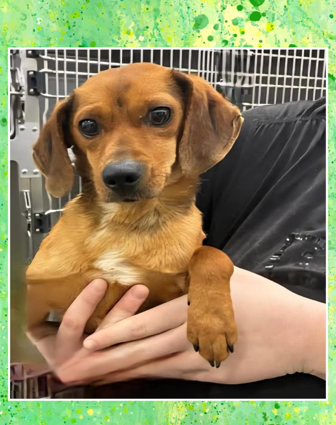 French Fry, ADOPTABLE, Young Male Dachshund & Beagle.