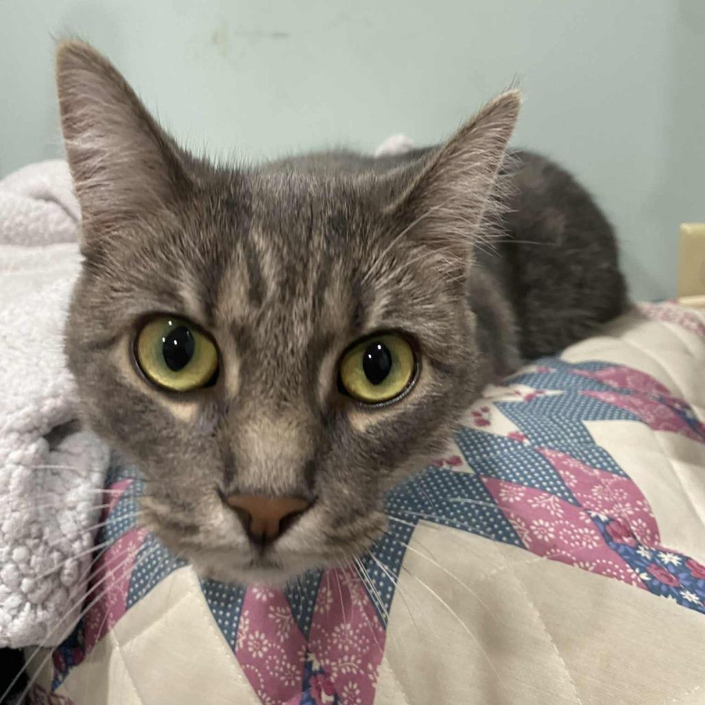 Katrina, Adoptable, Adult Female Domestic Short Hair.