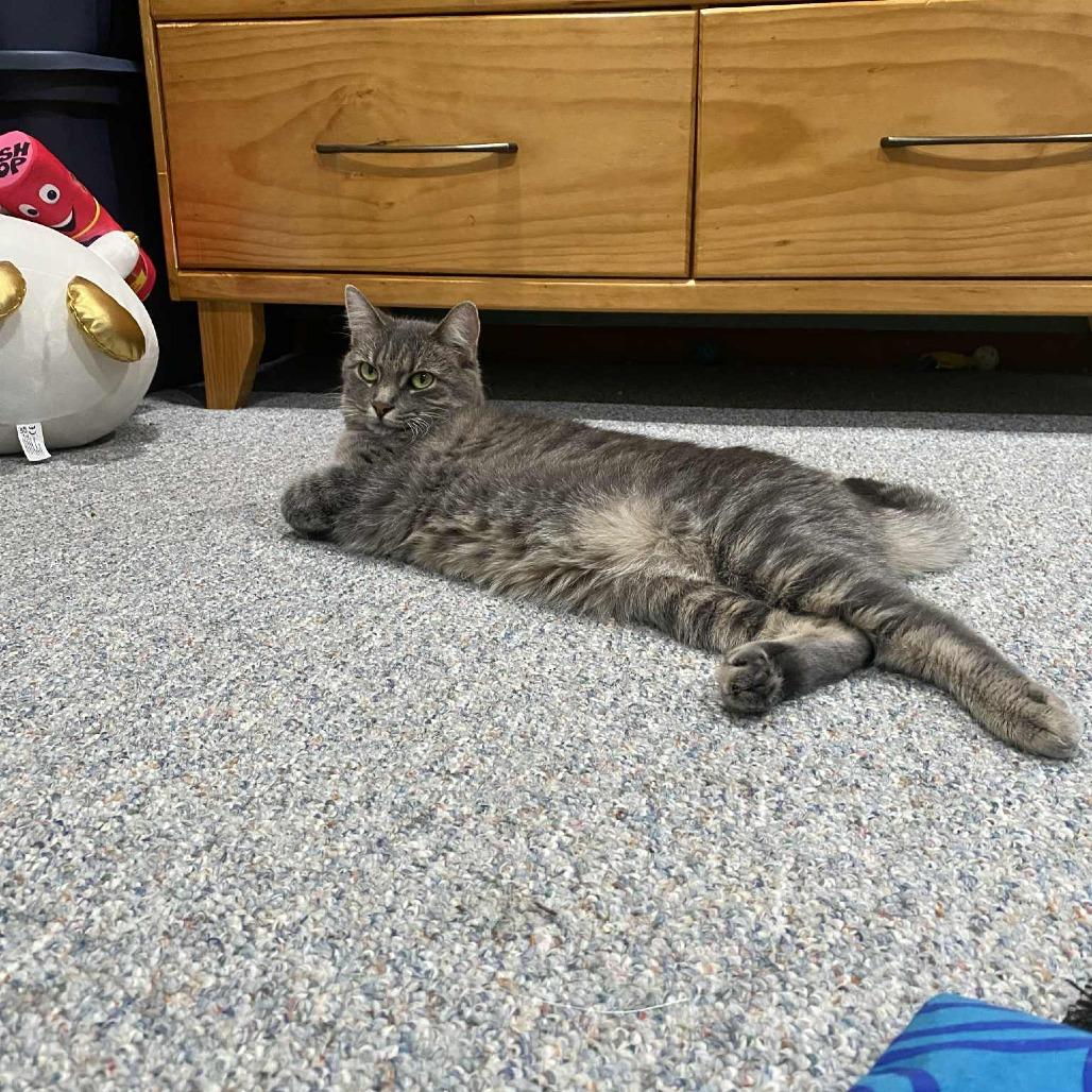 Enlarge Katrina, a Adoptable Domestic Short Hair in West Olive, MI image 2/6