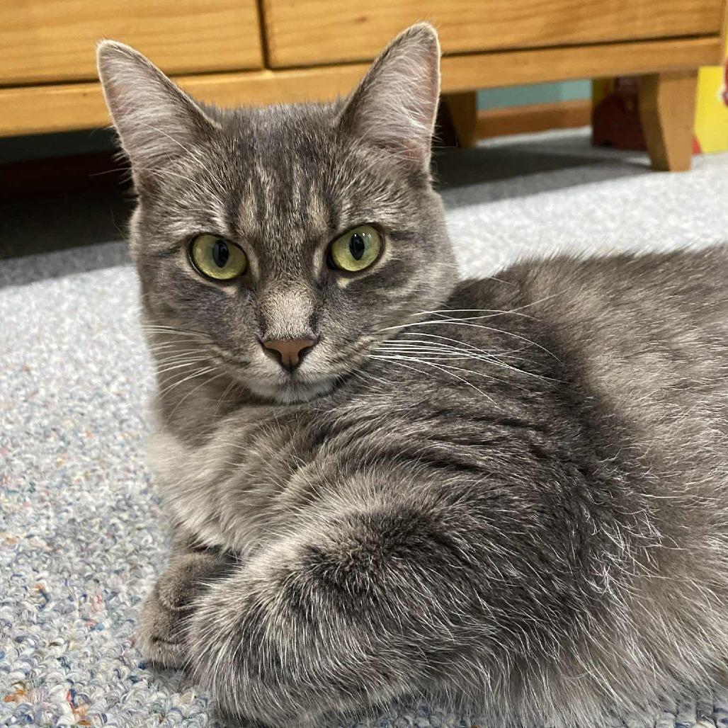 Enlarge Katrina, a Adoptable Domestic Short Hair in West Olive, MI image 2/6