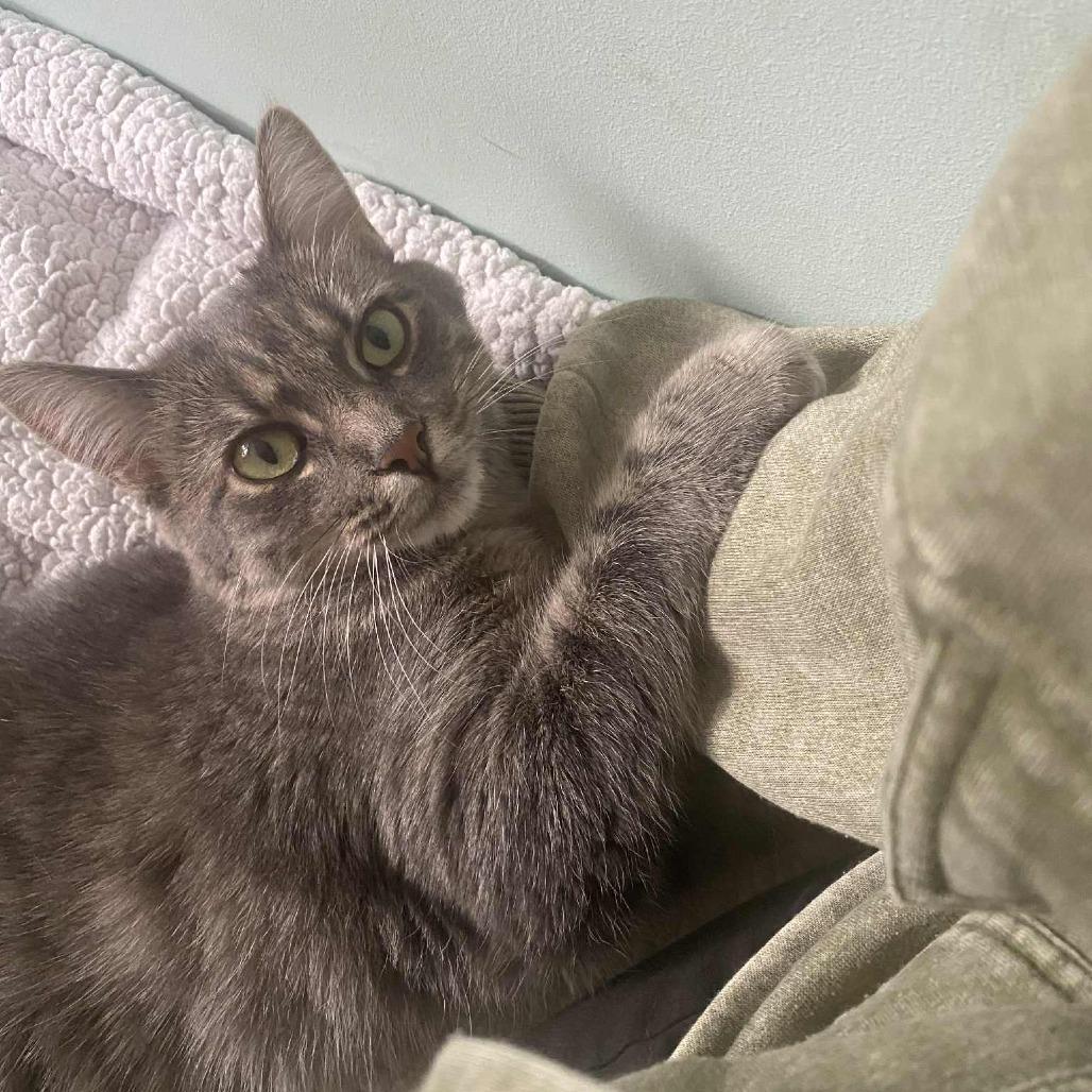 Enlarge Katrina, a Adoptable Domestic Short Hair in West Olive, MI image 3/6