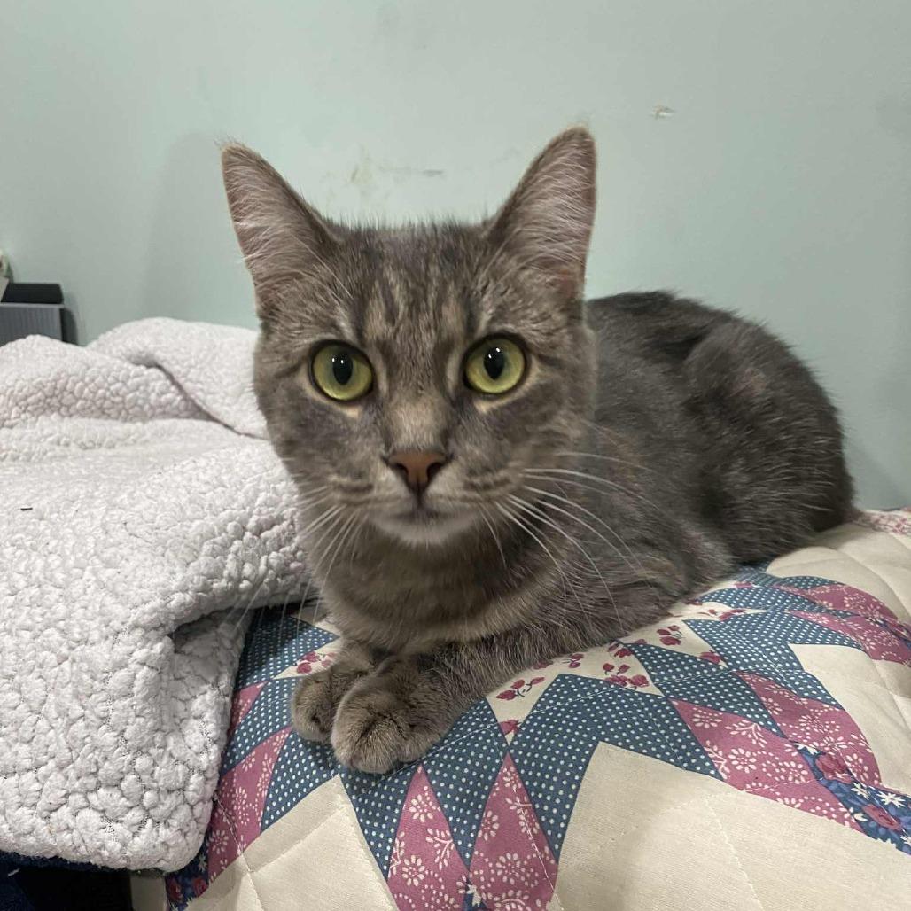 Enlarge Katrina, a Adoptable Domestic Short Hair in West Olive, MI image 4/6