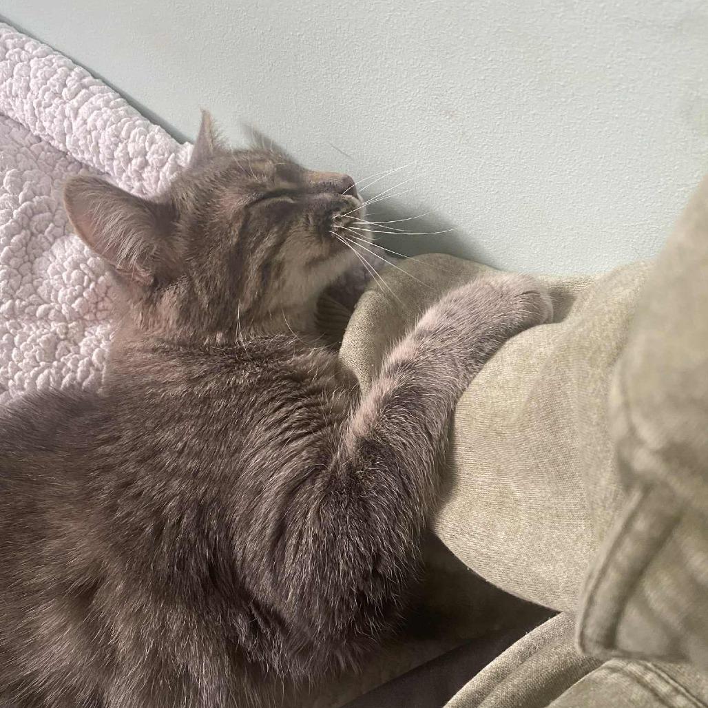 Enlarge Katrina, a Adoptable Domestic Short Hair in West Olive, MI image 5/6