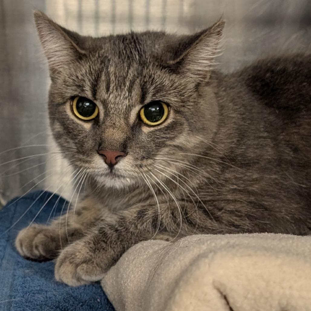 Enlarge Katrina, a Adoptable Domestic Short Hair in West Olive, MI image 6/6