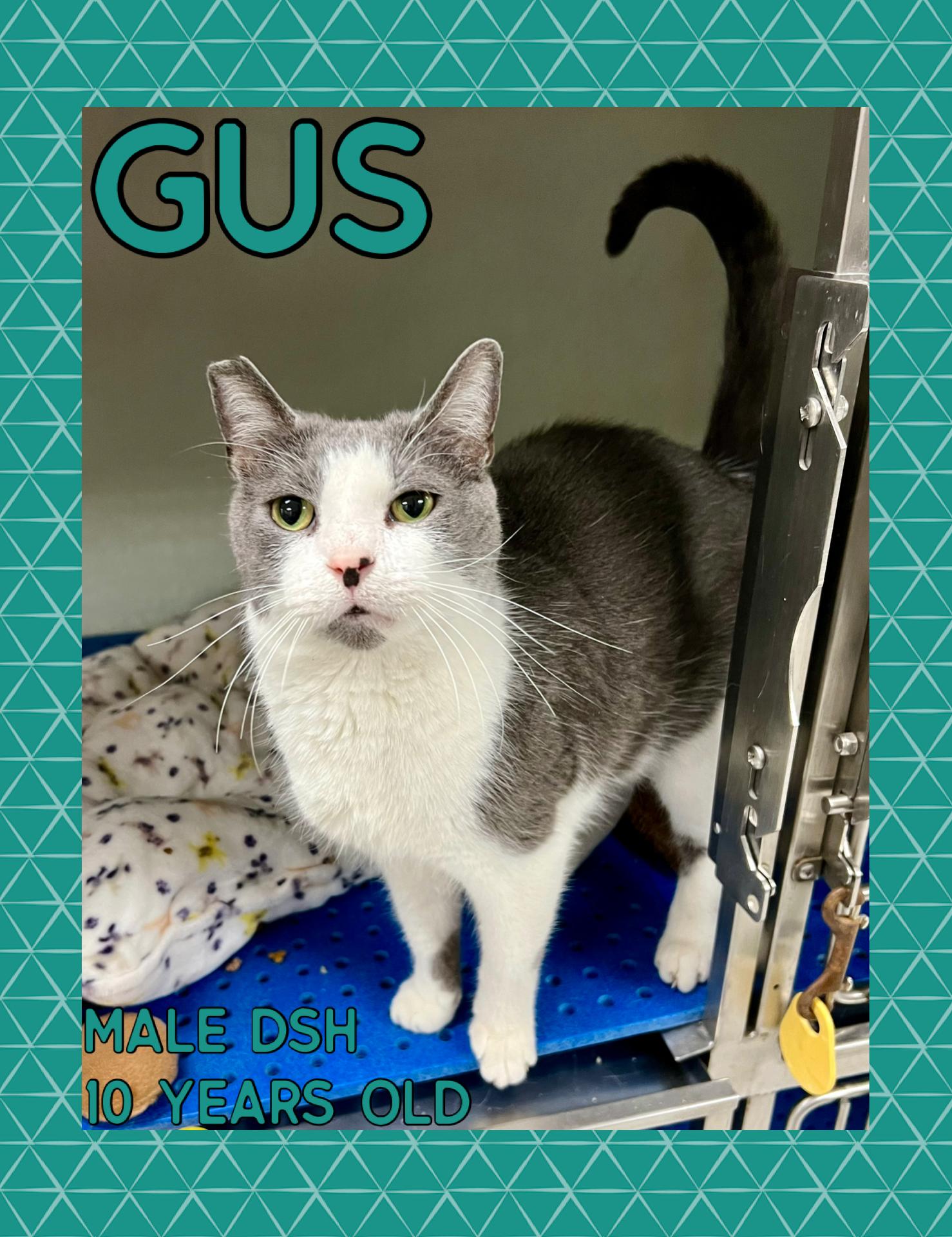 Gus, adopted, Senior Male Domestic Short Hair.