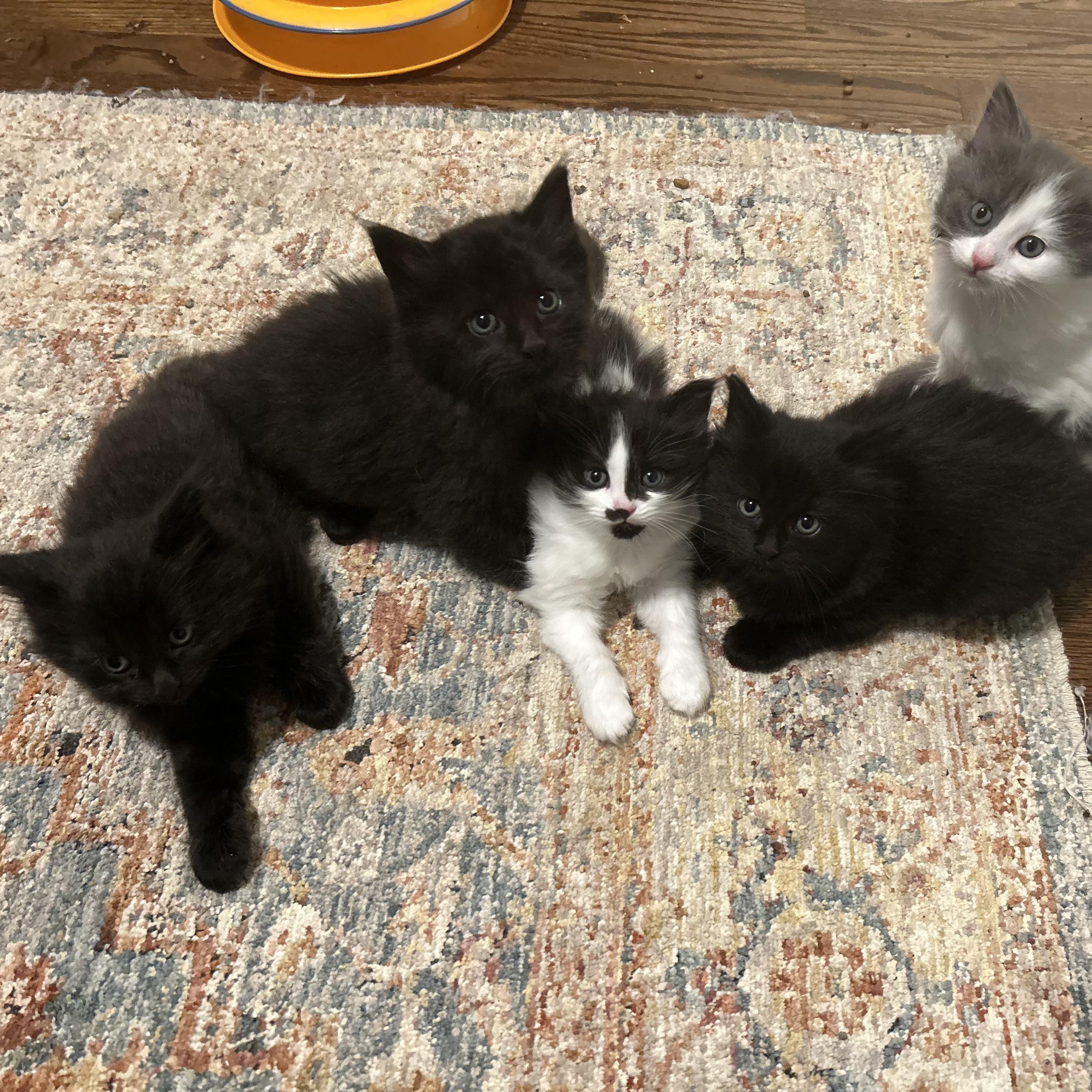 Goby - Under The Sea