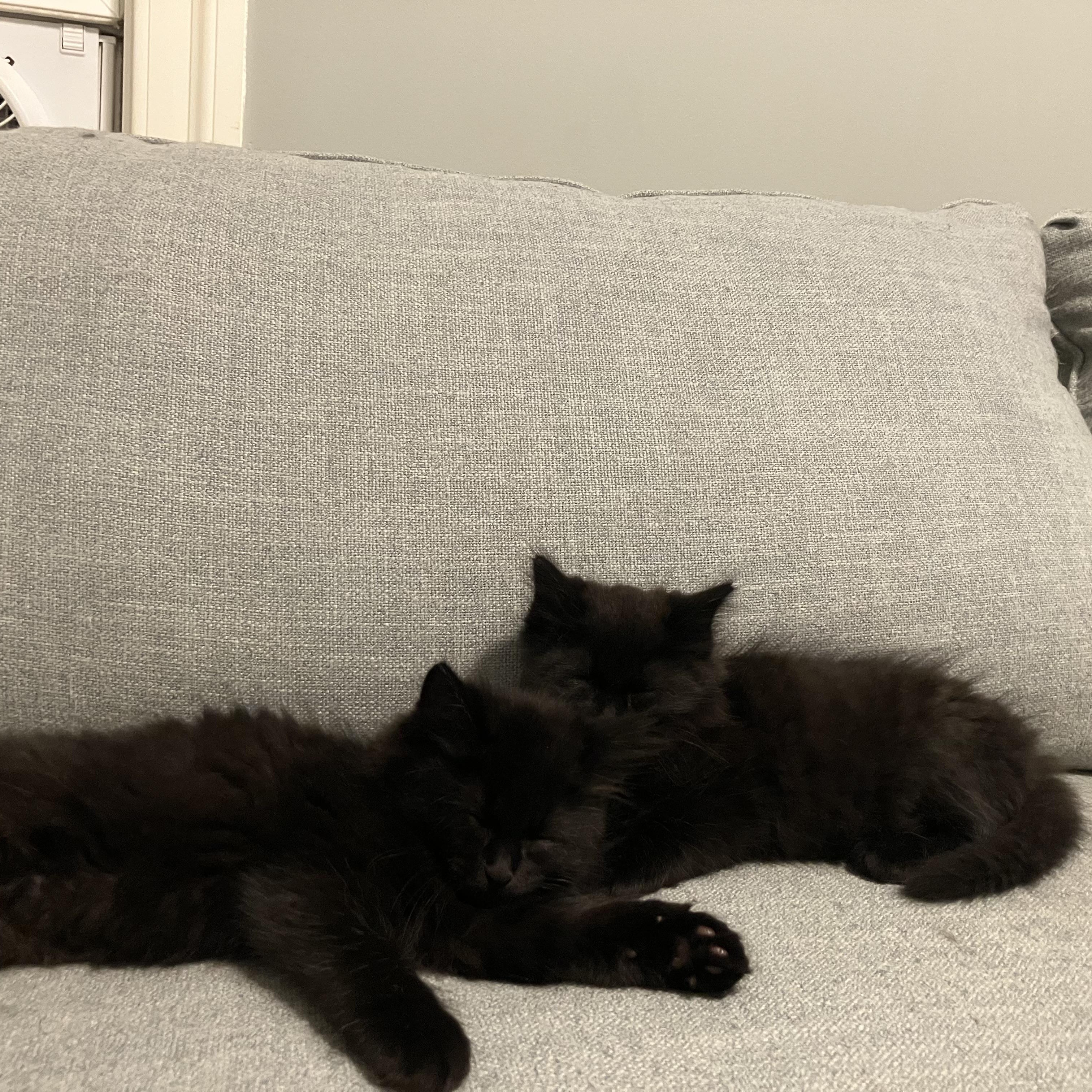 Goby - Under The Sea