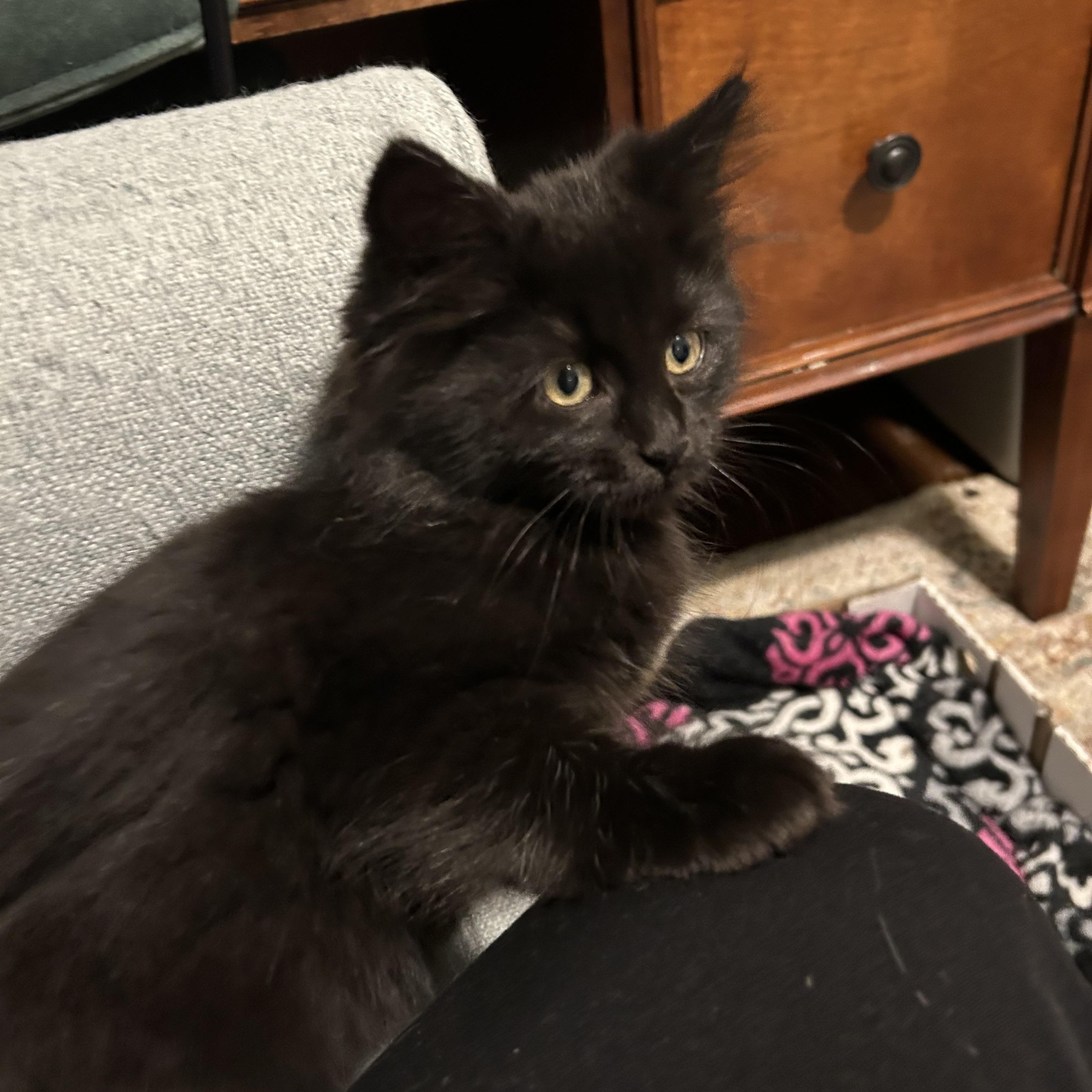 Goby - Under The Sea