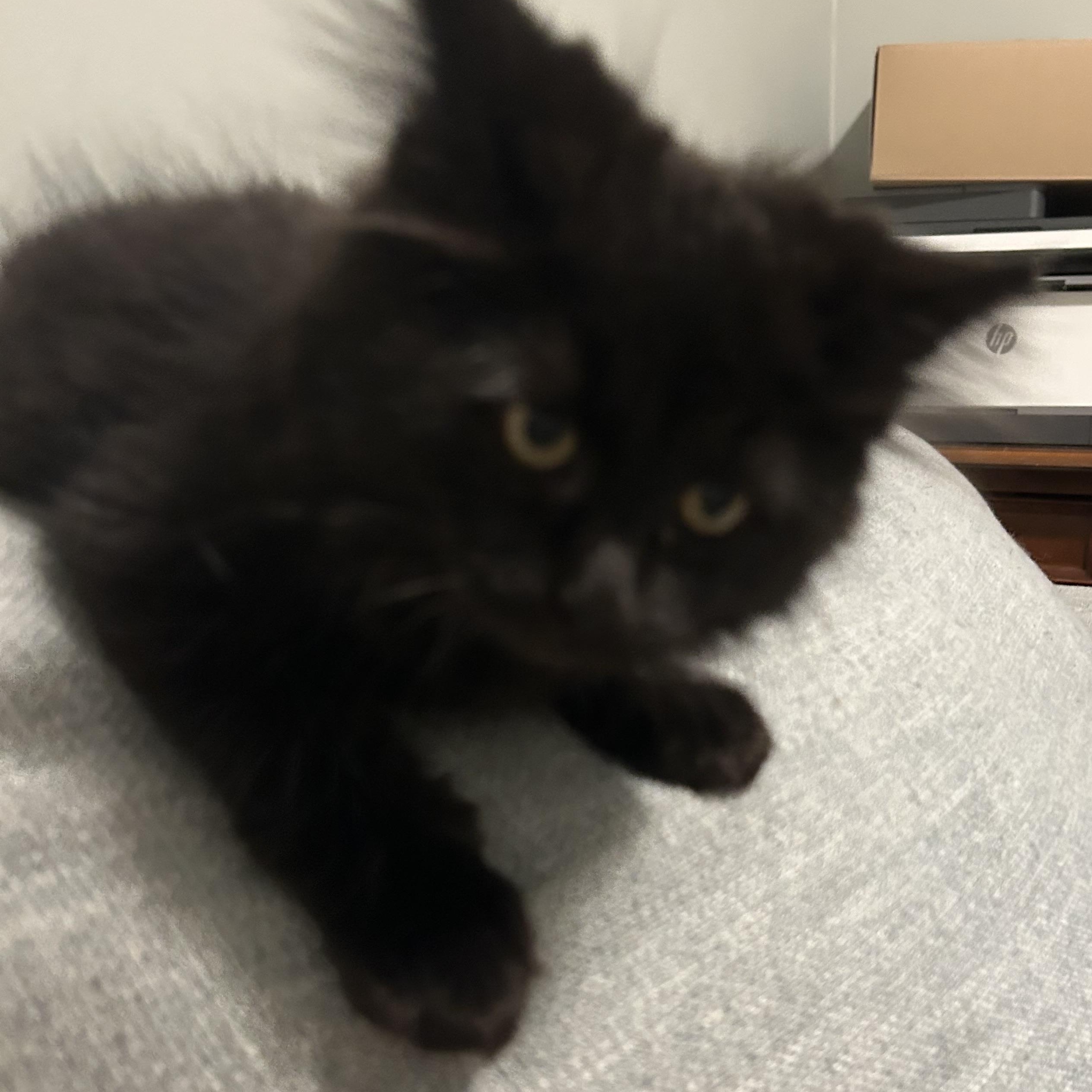 Goby - Under The Sea