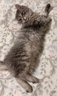 KITTEN WILL, Adopted, Young Male Tabby.