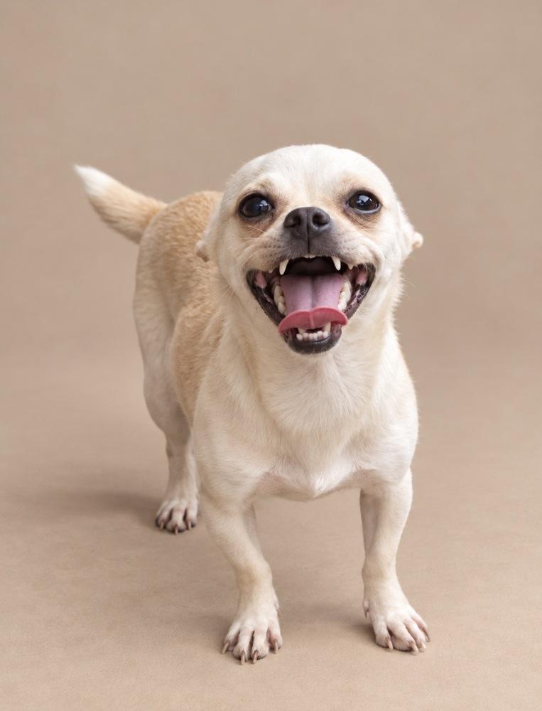 Animal, Adoptable, Adult Female Chihuahua.