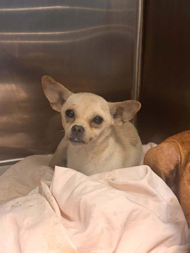Enlarge Animal, a Adoptable mixed breed in Statesboro, GA image 2/2