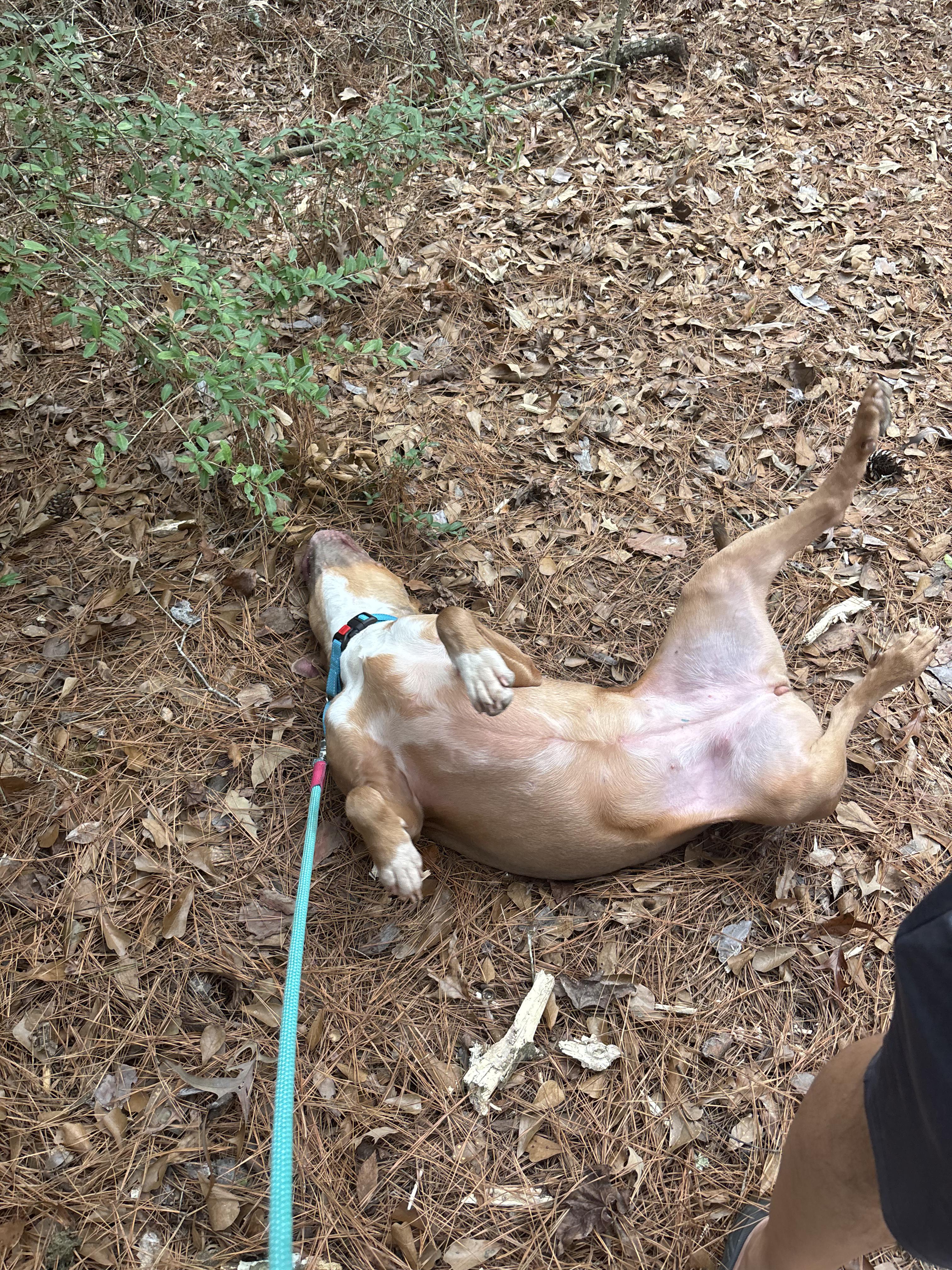 Enlarge Maggie (gentle, friendly, calm, house trained), a Adoptable mixed breed in Guilford, VT image 2/6