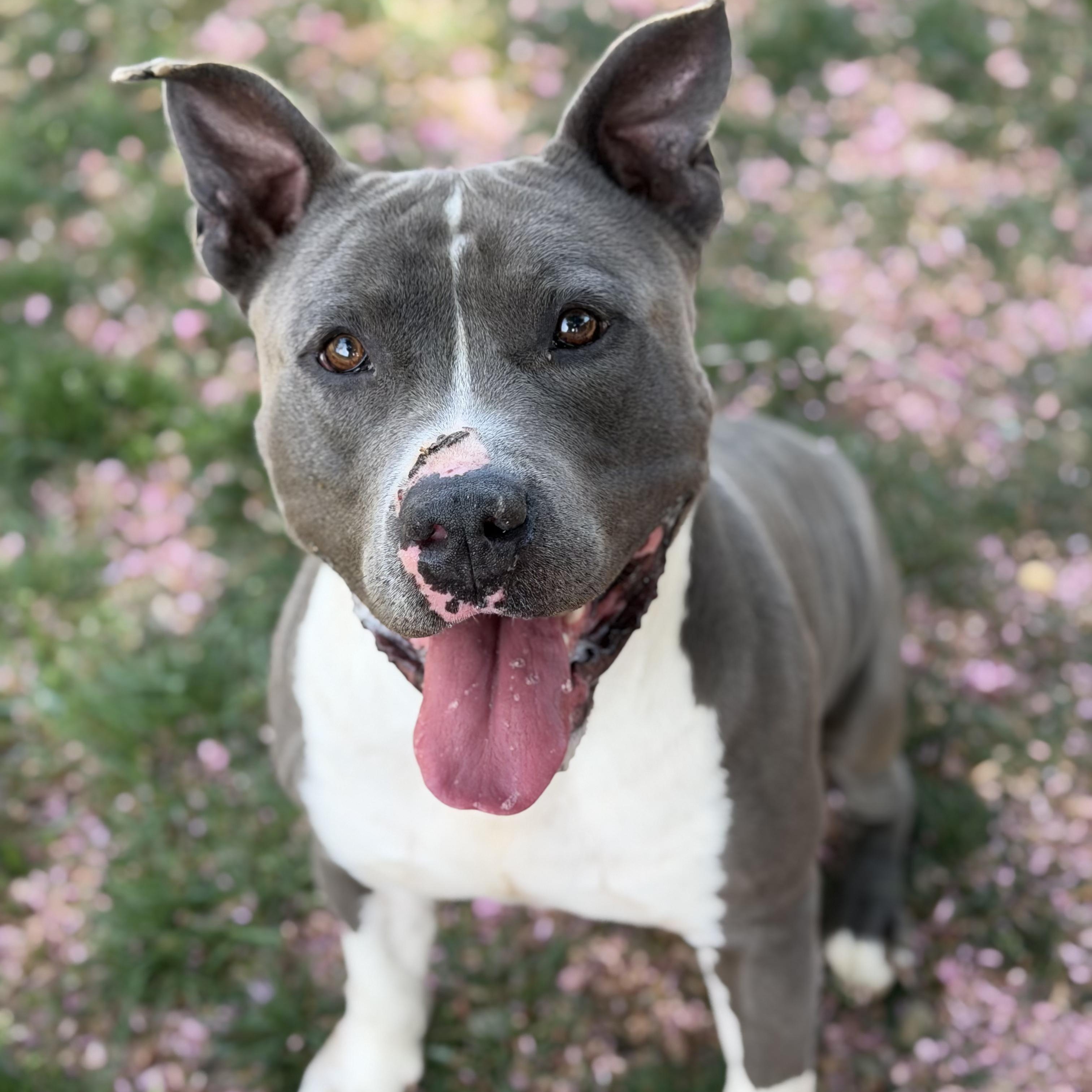 Enlarge 26-00523, an adoptable Pit Bull Terrier in Fredericksburg, VA image 1/2