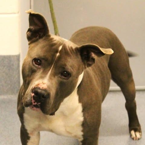 Enlarge 26-00523, an adoptable Pit Bull Terrier in Fredericksburg, VA image 2/2
