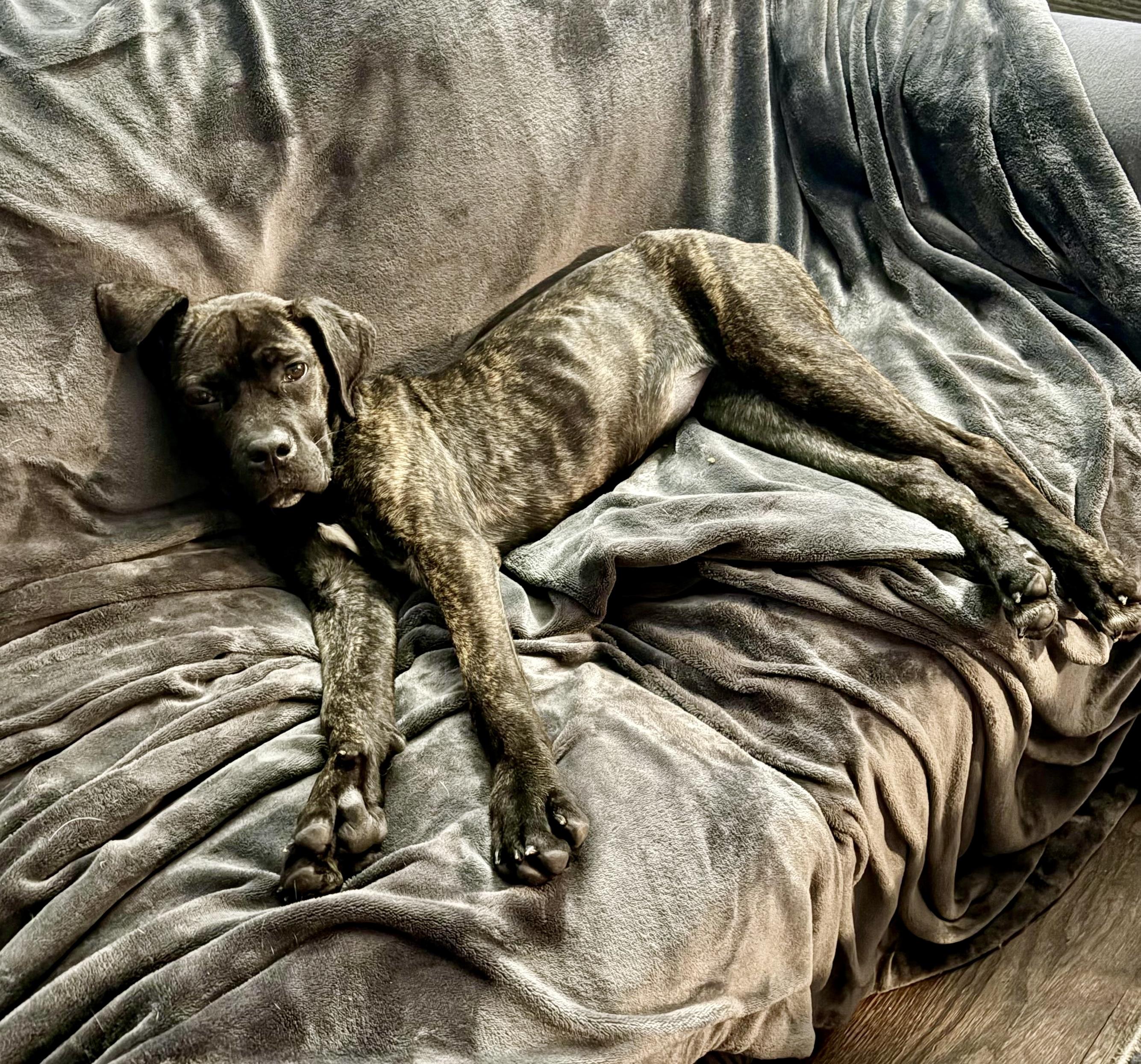 Enlarge Olive, a ADOPTABLE mixed breed in Cleveland, OH image 3/6