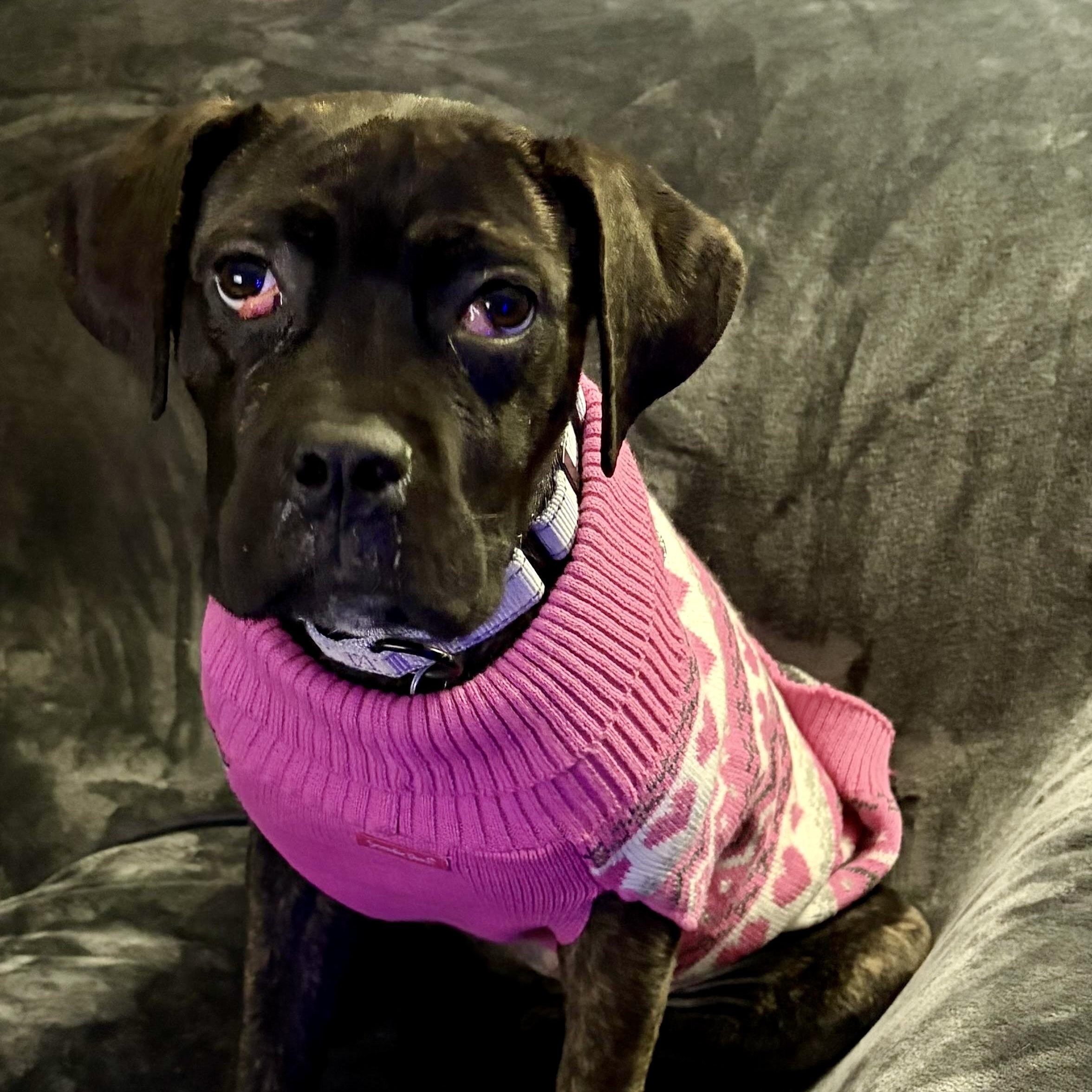 Enlarge Olive, a ADOPTABLE mixed breed in Cleveland, OH image 2/6