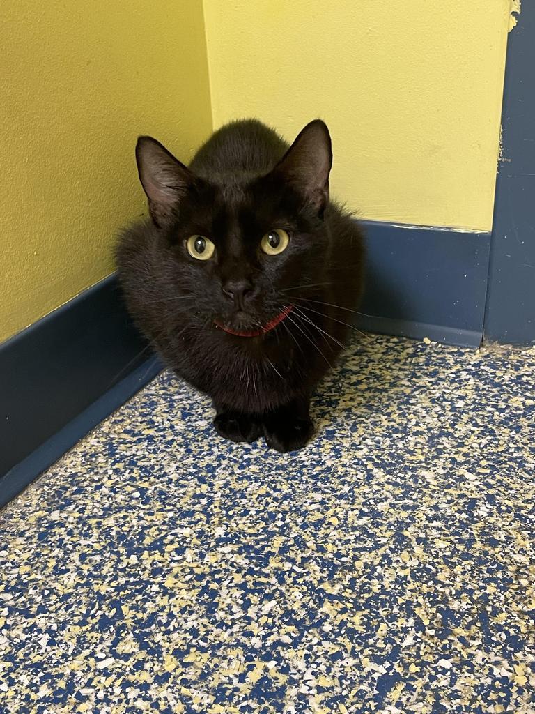 Nancy, Adoptable, Young Female Domestic Short Hair.