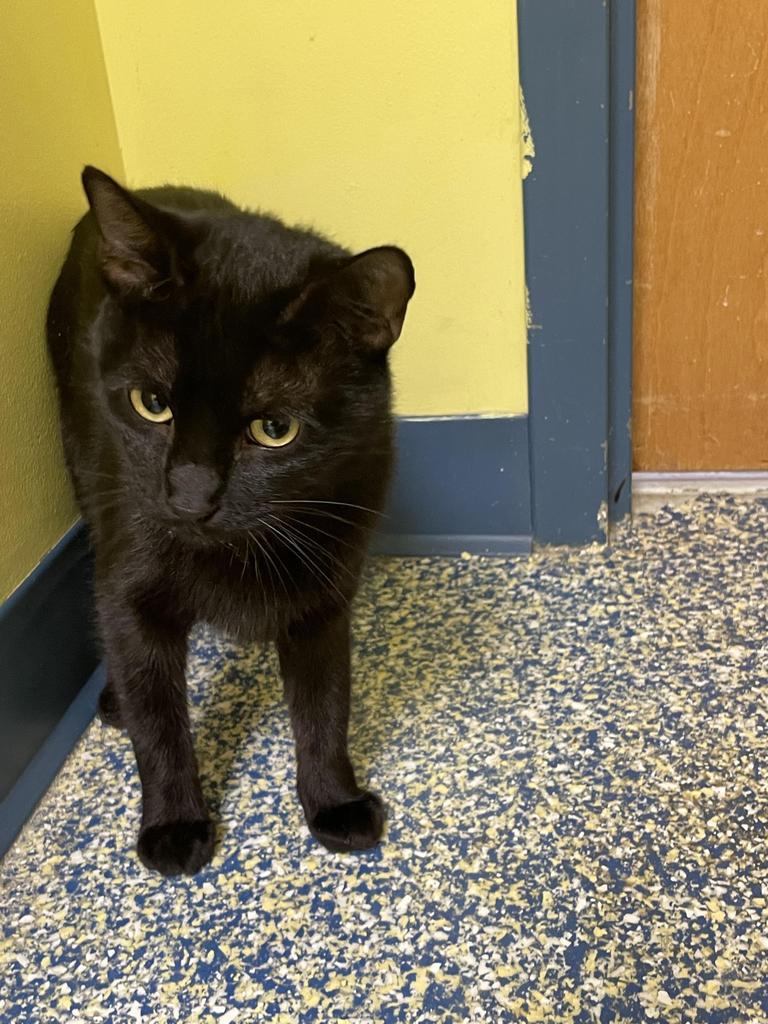 Enlarge Nancy, a Adoptable mixed breed in Maumelle, AR image 2/5