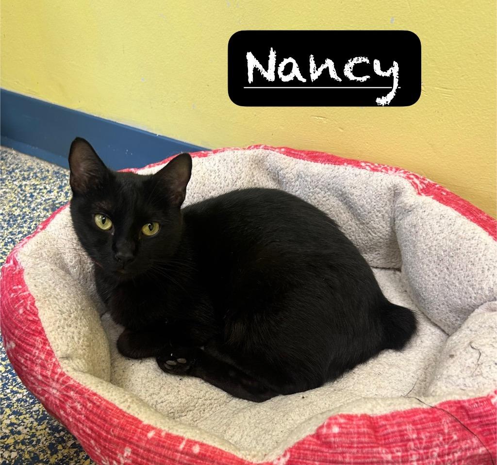 Enlarge Nancy, a Adoptable mixed breed in Maumelle, AR image 3/5