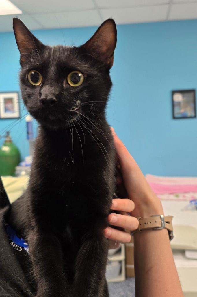 Enlarge Nancy, a Adoptable mixed breed in Maumelle, AR image 4/5