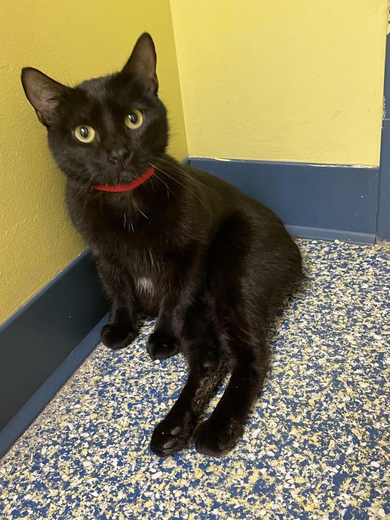 Enlarge Nancy, a Adoptable mixed breed in Maumelle, AR image 5/5