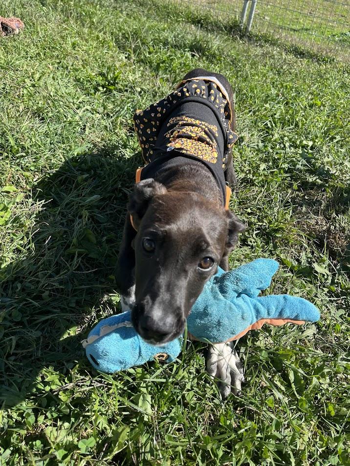 Elsa, Adoptable, Puppy Female Boxer.