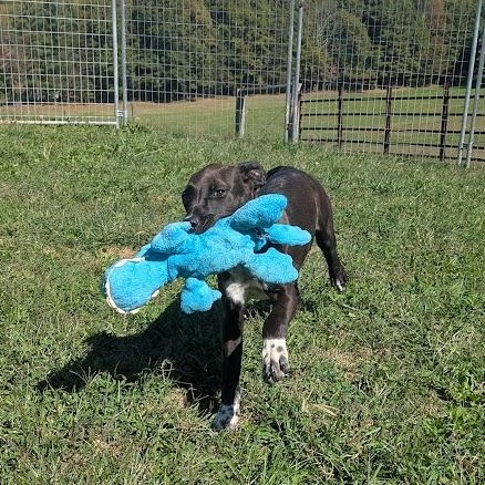 Elsa, a Adoptable mixed breed in Covington, VA image 2/4