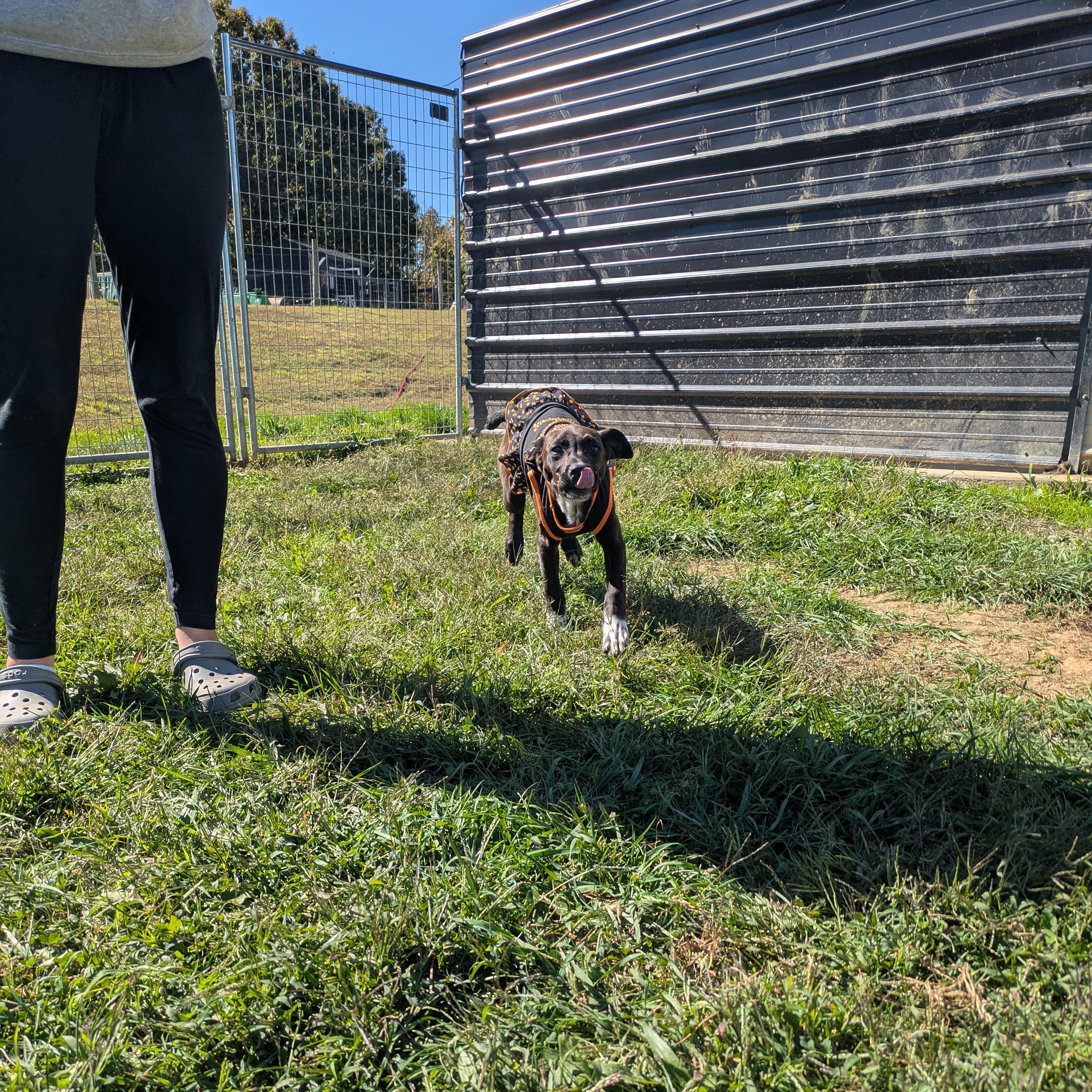 Elsa, a Adoptable mixed breed in Covington, VA image 3/4