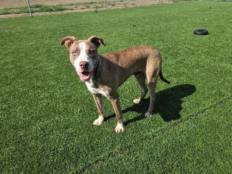 Enlarge Blue, a Adoptable mixed breed in Jackson, TN image 1/3