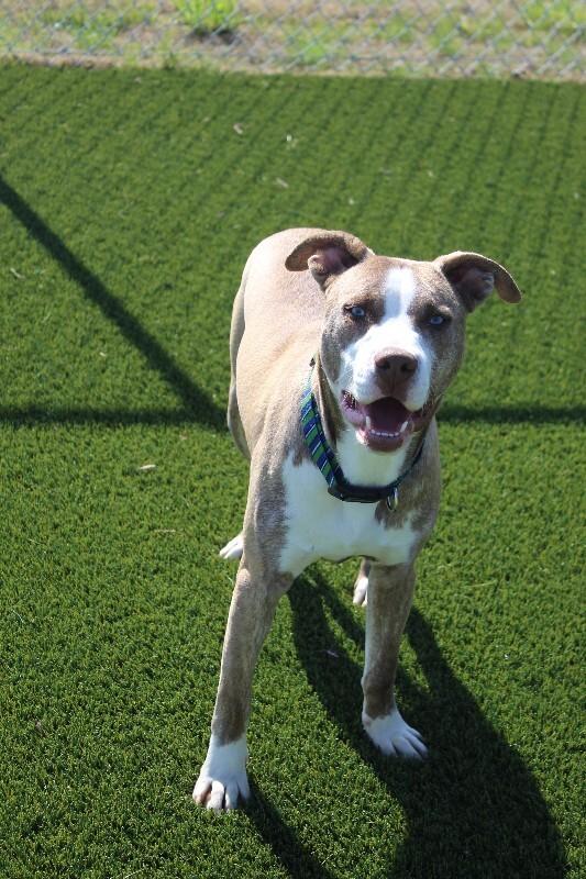 Enlarge Blue, a Adoptable mixed breed in Jackson, TN image 2/3