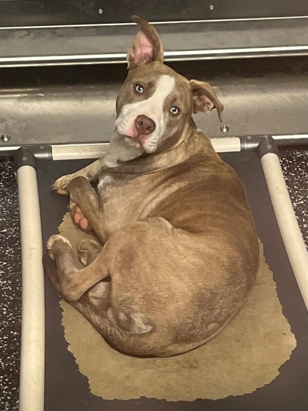 Enlarge Blue, a Adoptable mixed breed in Jackson, TN image 3/3