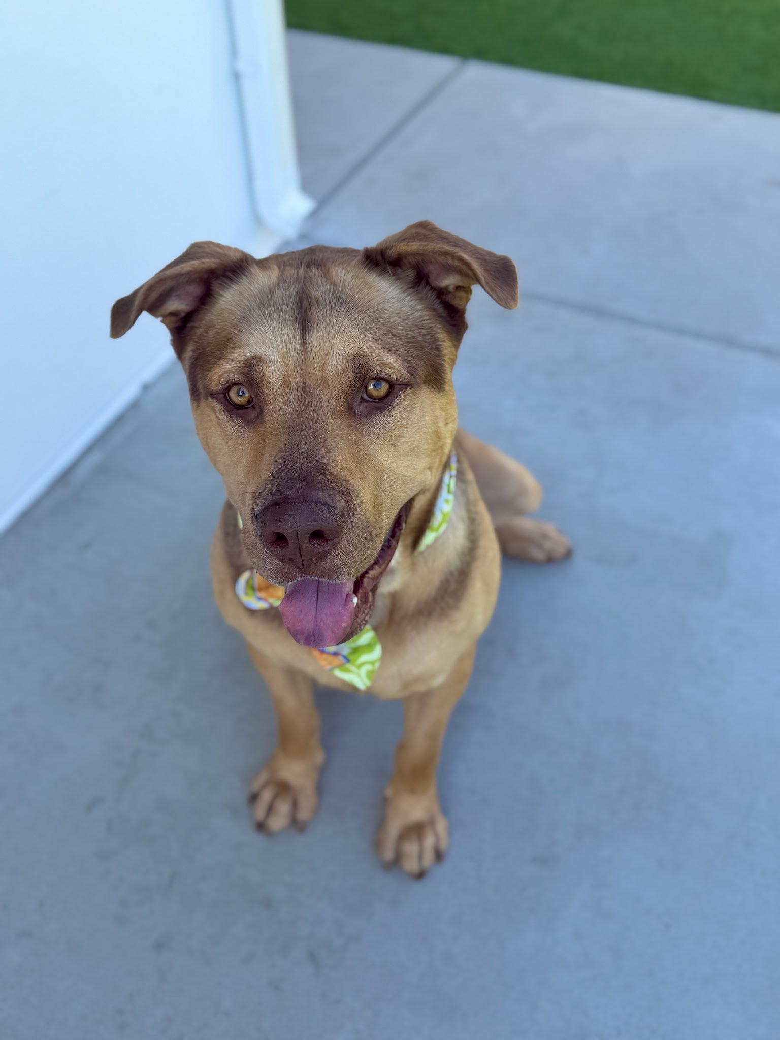 Enlarge Pancho, a Adoptable German Shepherd Dog in Los Angeles, CA image 1/3