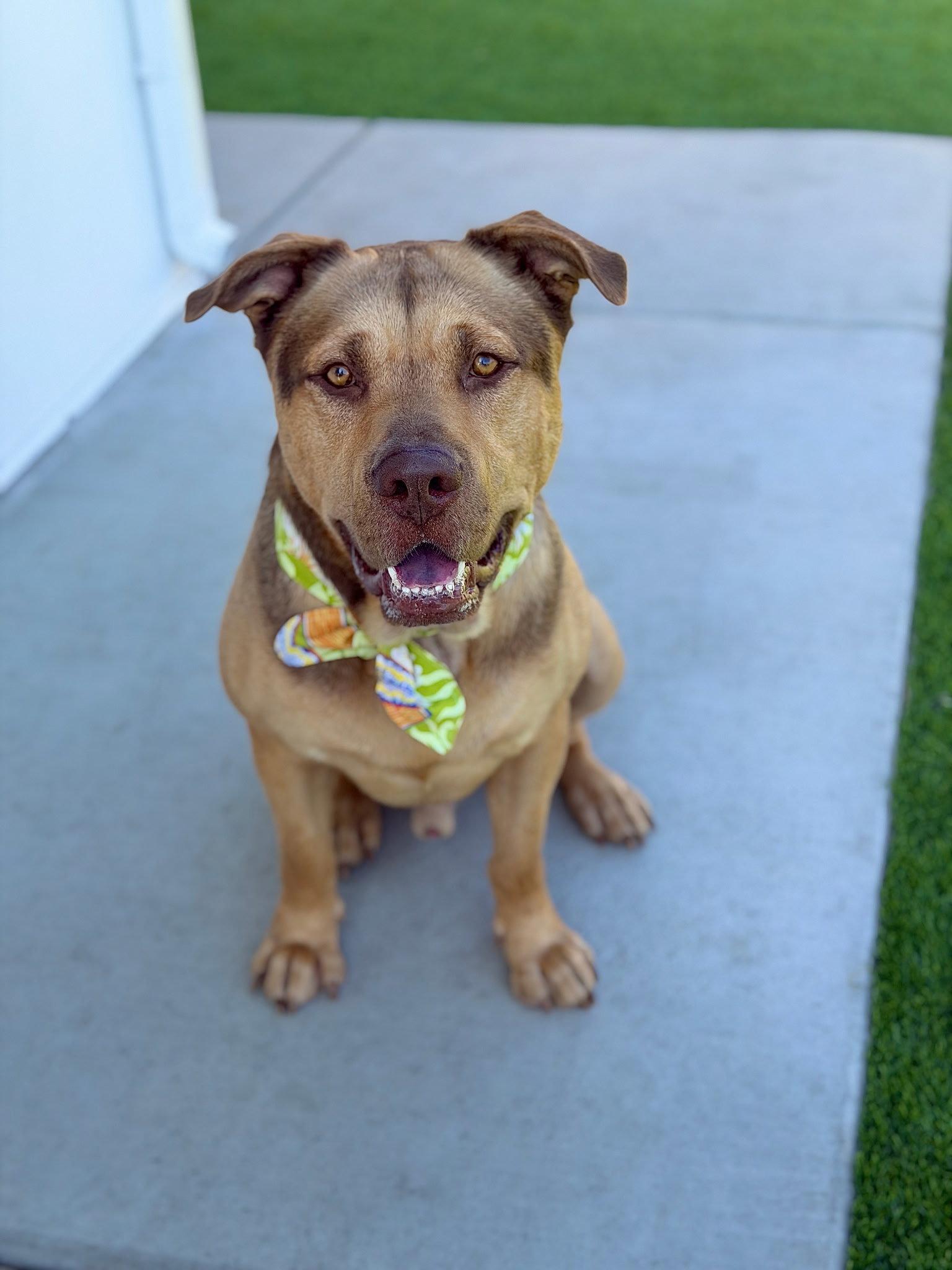 Enlarge Pancho, a Adoptable German Shepherd Dog in Los Angeles, CA image 2/3