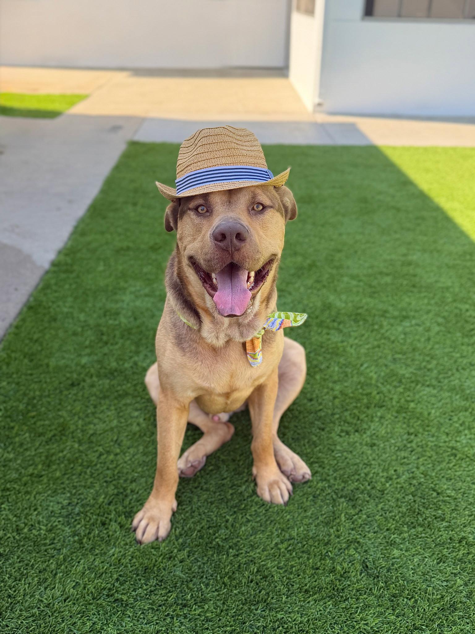 Enlarge Pancho, a Adoptable German Shepherd Dog in Los Angeles, CA image 3/3