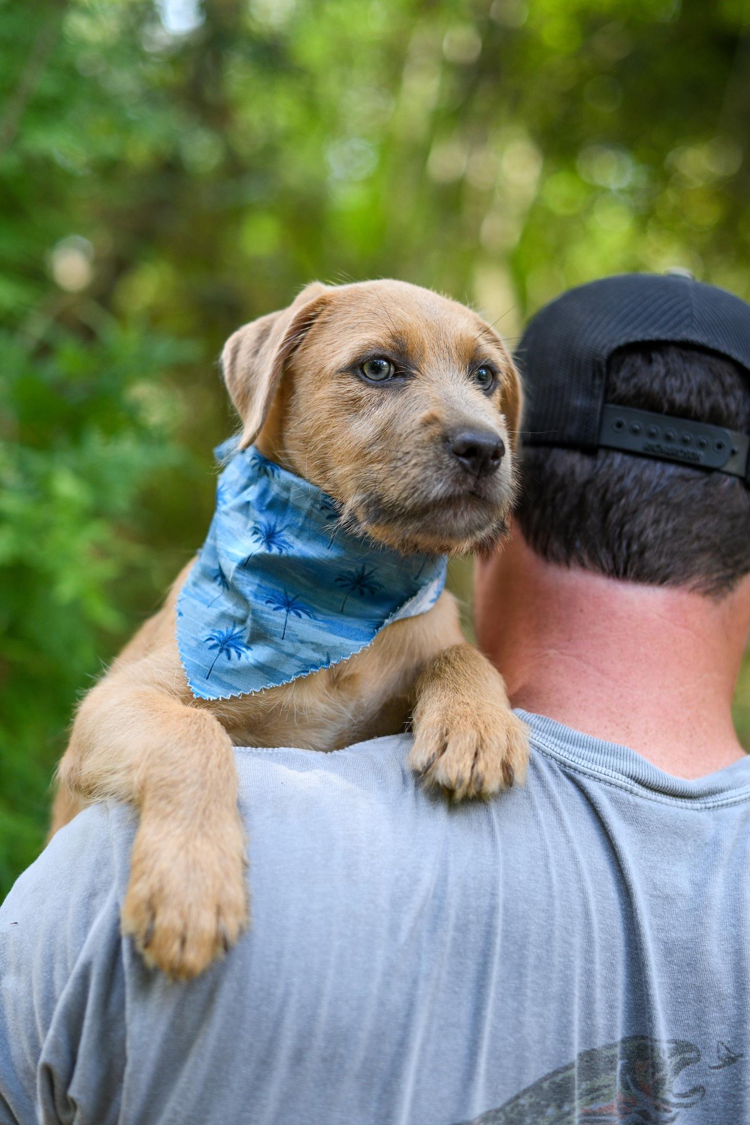 Cruz, an adopted Mixed Breed in Argyle, NY image 4/5