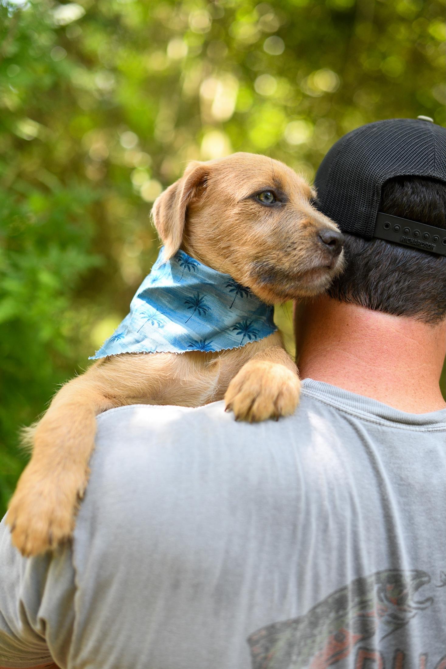 Cruz, an adopted Mixed Breed in Argyle, NY image 2/5