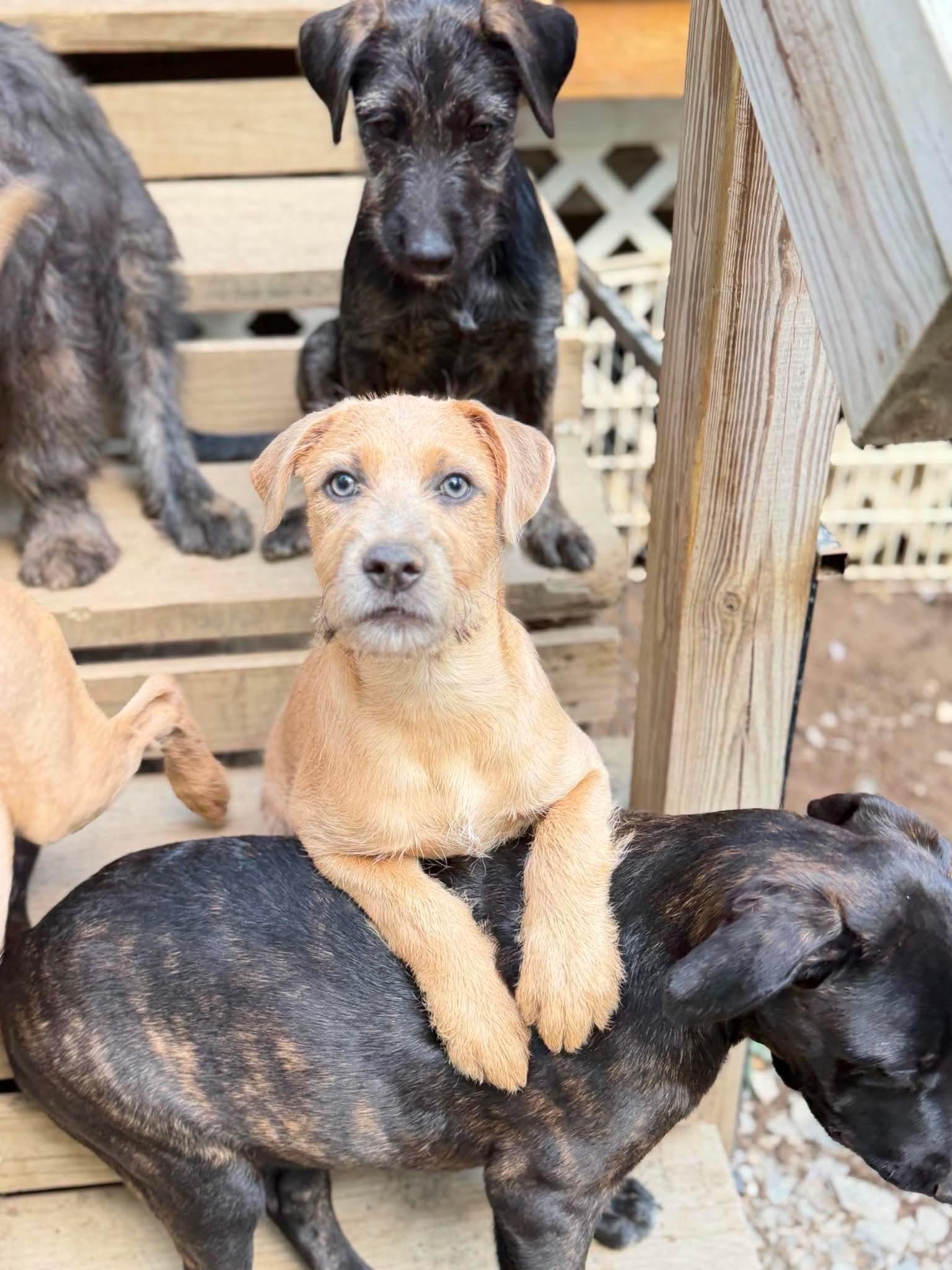 Cruz, an adopted Mixed Breed in Argyle, NY image 5/5