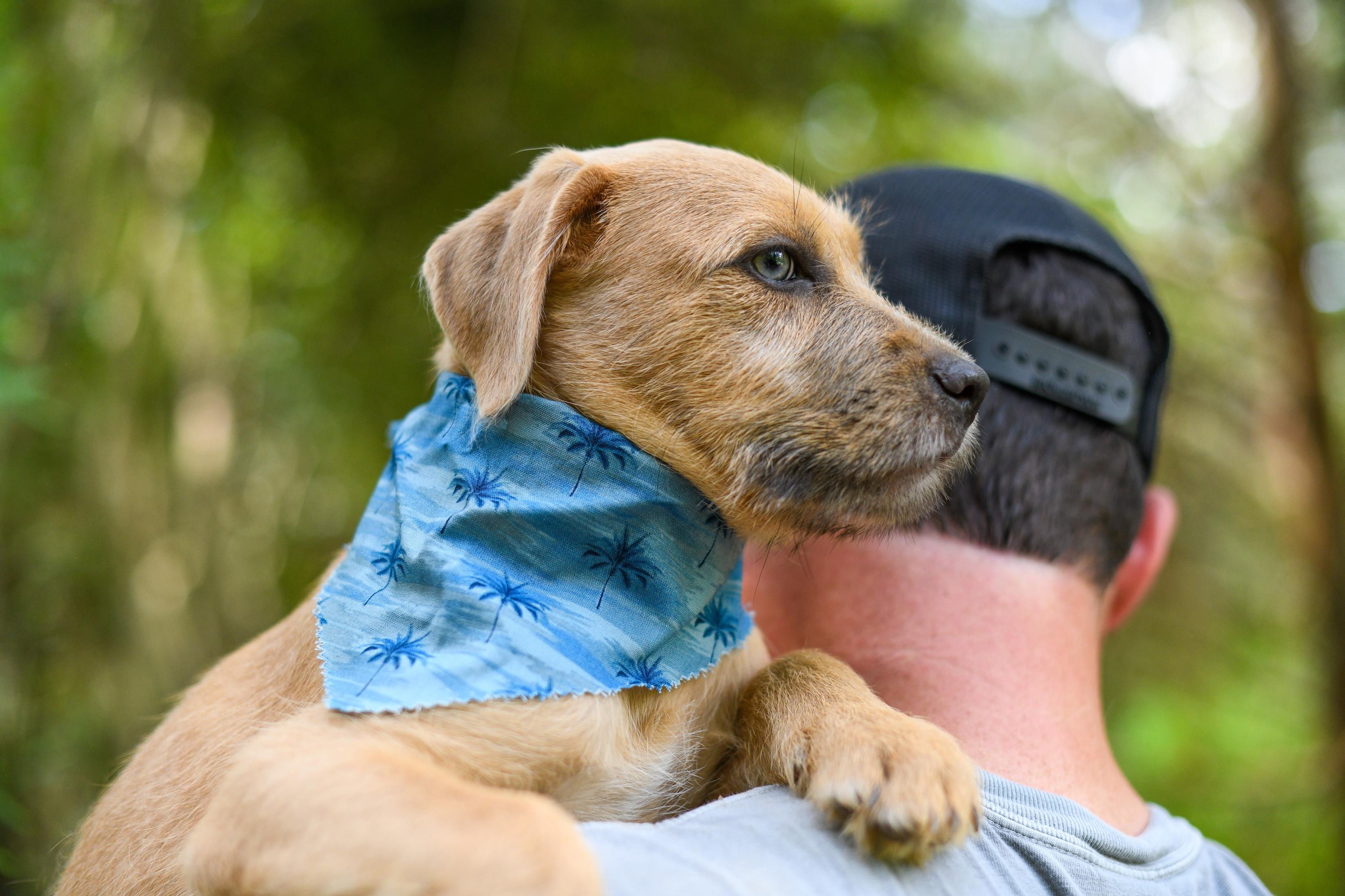 Cruz, an adopted Mixed Breed in Argyle, NY image 3/5