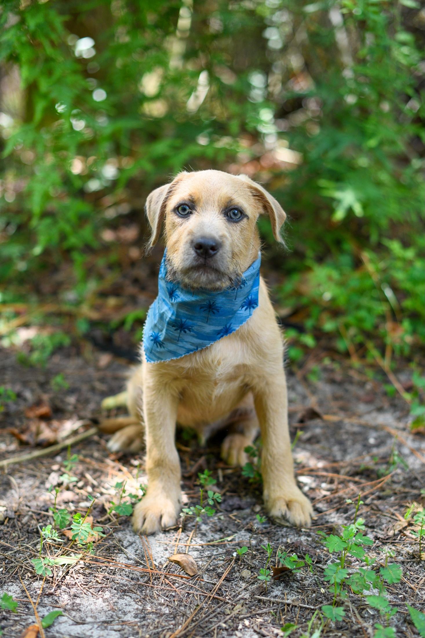 Cruz, adopted, Puppy Male Mixed Breed.