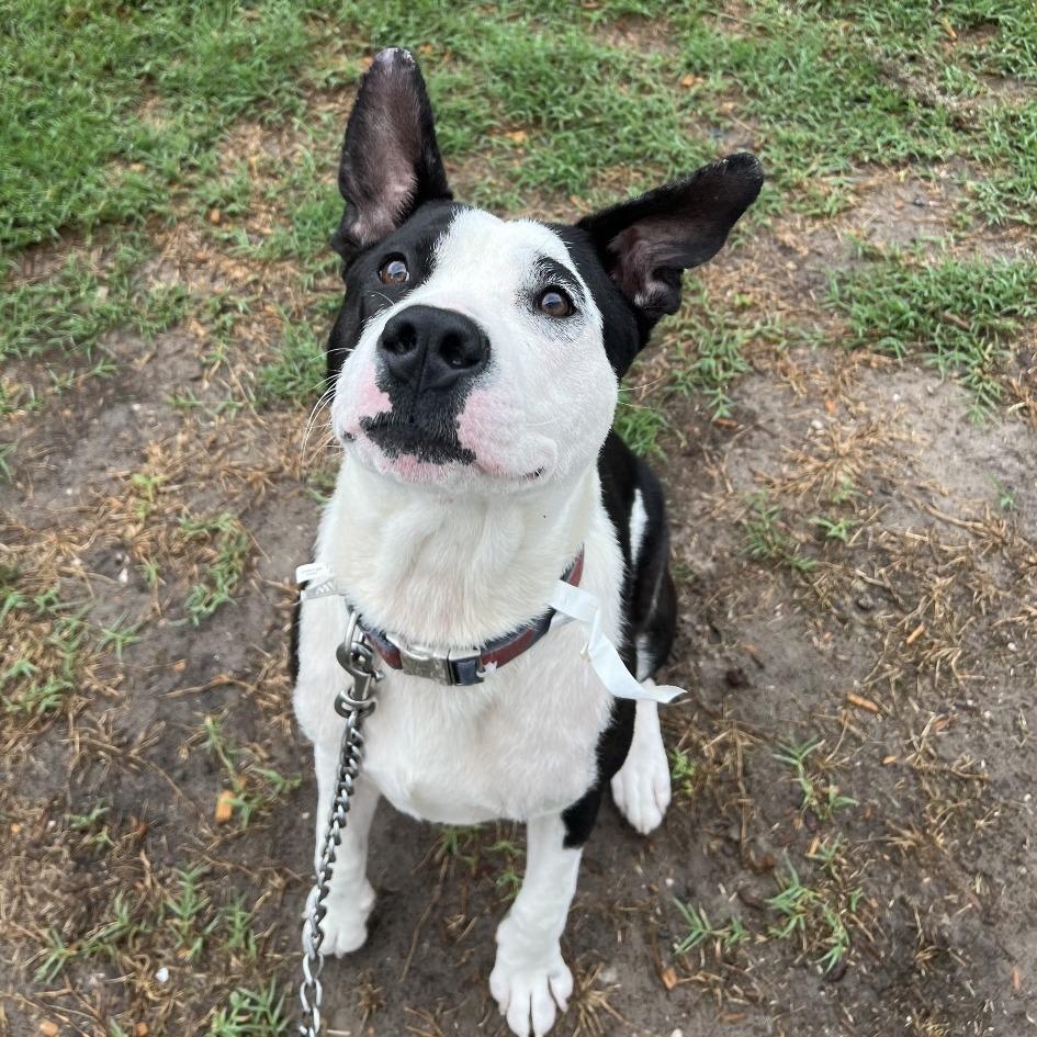 Tom Hanks, a Adoptable Mixed Breed in Jacksonville, FL image 1/6